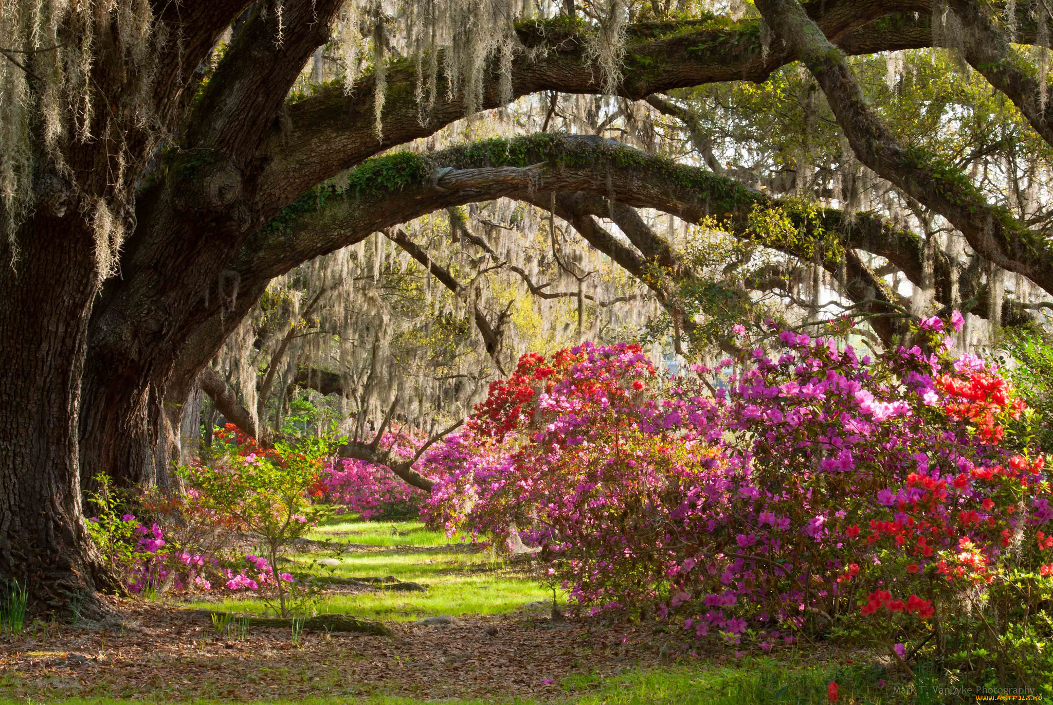 magnolia, plantation, gardens, , , , 